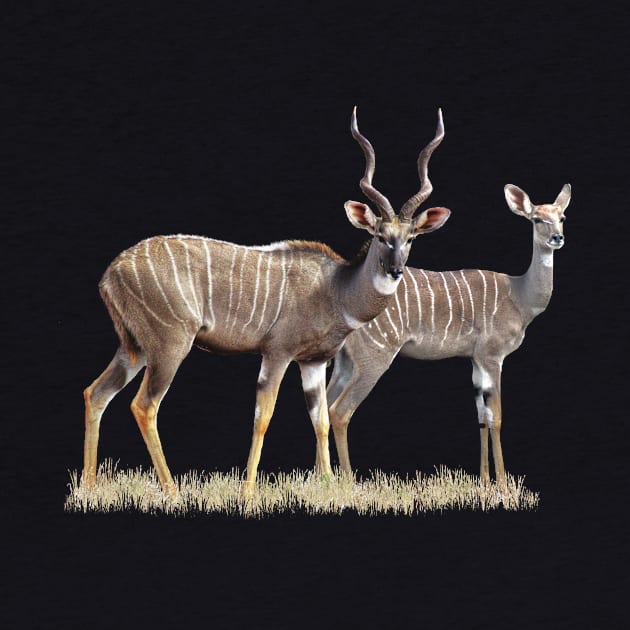 Lesser Kudu - Pair, Antelope, Kenya / Africa by T-SHIRTS UND MEHR